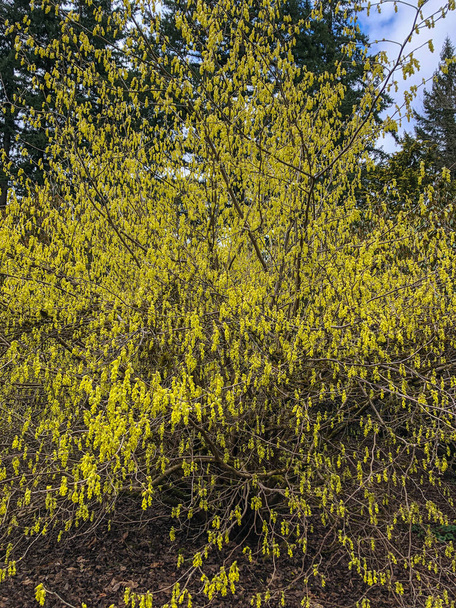 Veitch's winter hazel (Corylopsis veitchiana) is one of the most beautiful of the winter hazels that we grow here at the Scott Arboretum. It flowers in late March to early April, gracefully bridging the gap between the garden's winter and spring disp - Photo, Image