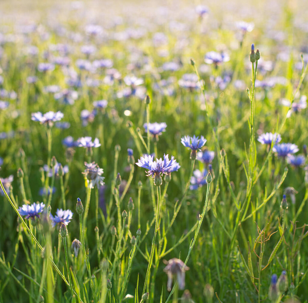 schöne Sommerlandschaft mit Kornblumenfeld, Desktop-Hintergrund. Bild aus nächster Nähe - Foto, Bild