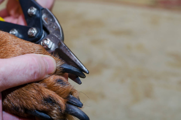 Uma pata de cão marrom com garras longas em close-up. Um homem usa uma tesoura para aparar as garras de um animal de estimação. Foco seletivo. - Foto, Imagem