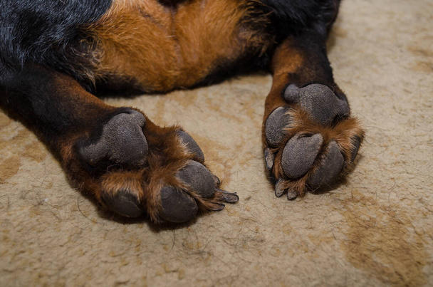 Primer plano de la parte posterior del perro acostado en la alfombra. Una mujer Rottweiler descansando dentro de una sala de estar. La mascota está acostada sobre su vientre. - Foto, Imagen