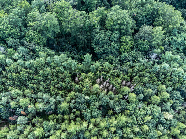 Zöld erdő légi kilátás felülről - Fotó, kép