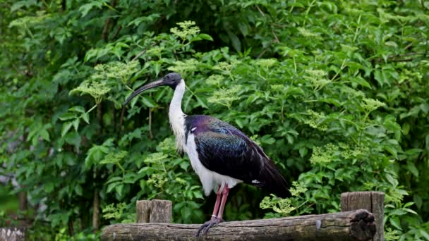 A szalma nyakú Ibis, Threskiornis spinicollis egy madár az ibis és kanál család Threskiornithidae. Itt egy német parkban. - Felvétel, videó