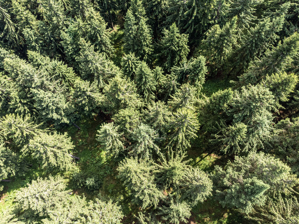 Drzewa iglaste w letnim widoku z powietrza - Zdjęcie, obraz