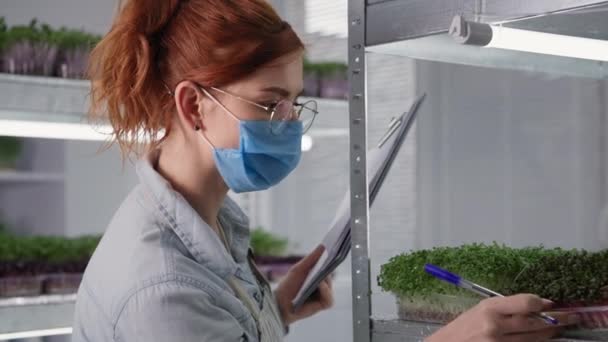 医療用マスクを身に着けている女の子中小企業の所有者は、現代の温室内の棚の上の容器でマイクログリーン - 映像、動画