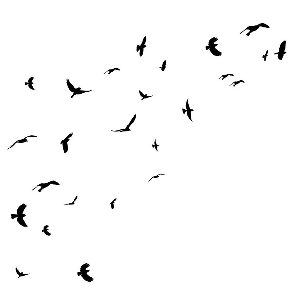 flying bird black silhouette, flock - Vector, Image