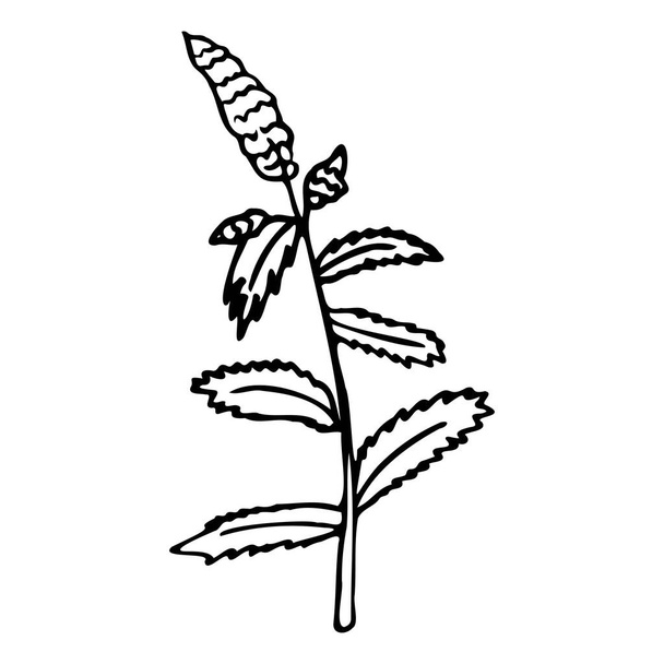 Vector illustration of a sprig of mint. Peppermint icon. - Vektor, obrázek