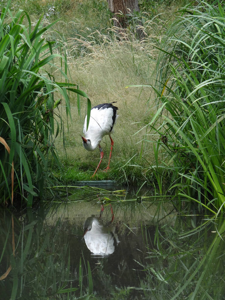 White stork, Ciconia ciconia in its natural habitat     - Photo, Image