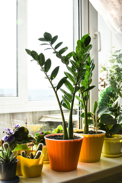 Different green potted plants near window at home. Windowsill. Stay home. Seedlings, potted flowers, care for flowers at home. Green flowers in the pots on window. Tropical zamioculcas, Green leaves - Photo, Image