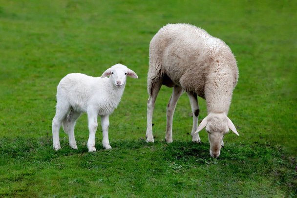 Mãe ovelhas e pequeno cordeiro pastando no prado verde  - Foto, Imagem
