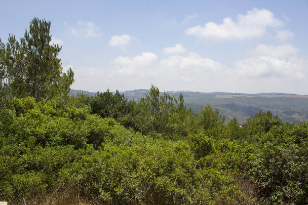 Zöld fák és bokrok, dombok a háttérben, kék ég felhőkkel. Nyár Izraelben. Haifa nemzeti parkja. - Fotó, kép