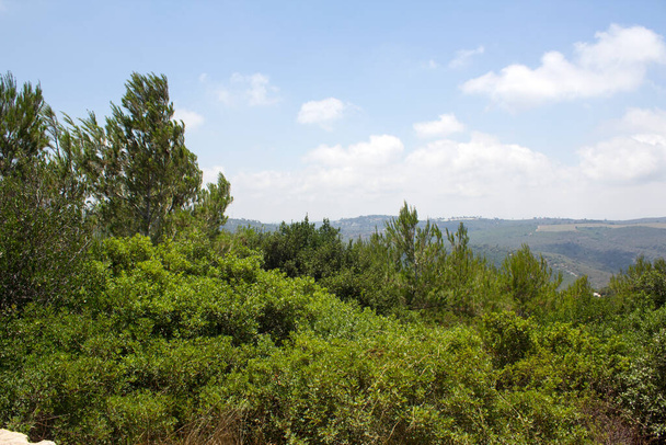 Zöld fák és bokrok, dombok a háttérben, kék ég felhőkkel. Nyár Izraelben. Haifa nemzeti parkja. - Fotó, kép