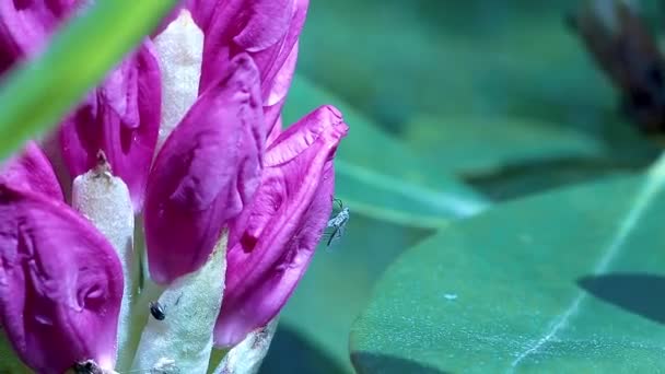 Bloeiende rododendron en een vlieg - Video