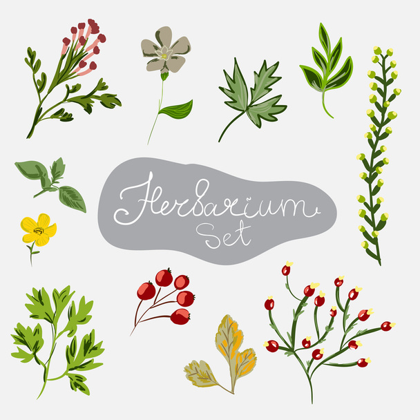 Different plants. Herbarium - Διάνυσμα, εικόνα