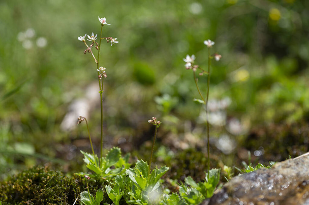 Saxifraga stellaris, il saxifrage stellato o artemisia, è una specie alpina artica di saxifrage che cresce negli altopiani dei Carpazi. - Foto, immagini
