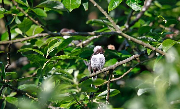 Long tailed tit preening in a tree - 写真・画像