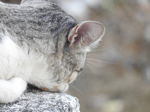 Closeup of beautiful gray and white color Indian Cat sitting above the house roof - Photo, Image
