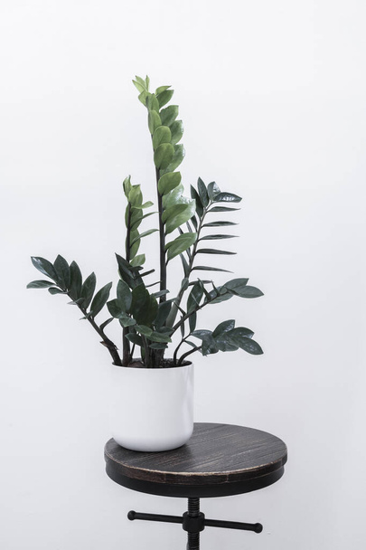 Zamioculca in white pot on the seat of an industrial stool - Φωτογραφία, εικόνα