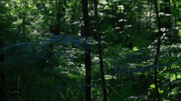 Árboles y helechos en un denso bosque verde veraniego. Fondo de naturaleza  - Imágenes, Vídeo