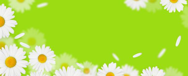 Daisy flores de camomila no fundo verde com espaço de cópia - Foto, Imagem
