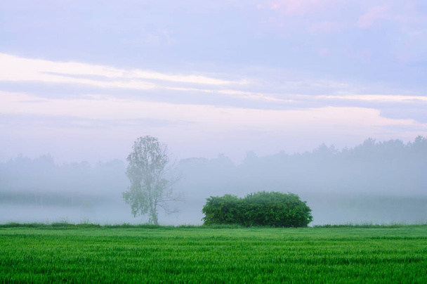 ポドラシーの牧草地の上で朝。牧草地の上に霧が残る. - 写真・画像