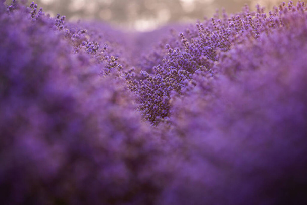 Hermoso campo de lavanda al amanecer. Fondo de flor púrpura. Flor violeta plantas aromáticas. - Foto, imagen