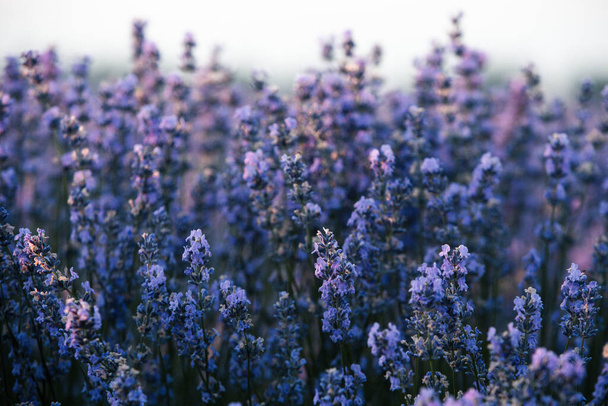 Красивое лавандовое поле на рассвете. Фиолетовый цветочный фон. Цветущие фиолетовые ароматические растения. - Фото, изображение