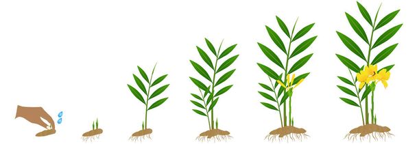 Ciklus növekedés zingiber officinale gyömbér növény a rizóma fehér alapon. - Vektor, kép