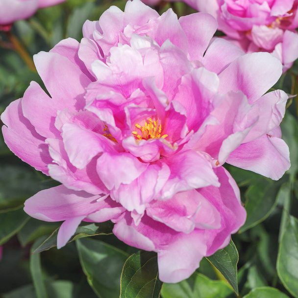 Peony Sea Shell (Chinese Peony 'Sea Shell', Paeonia lactiflora 'Sea Shell'). A lactic-flowered, medium-flowering peony. Strong herbaceous perennial. This variety was bred in the last century, in 1937. - Photo, Image