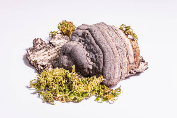 Cogumelo tinder fungo ou Fomes fomentarius em isolado no fundo branco - Foto, Imagem