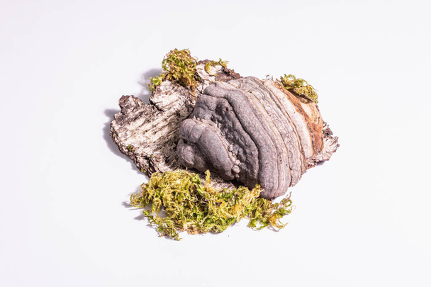 Pilz-Zunder-Pilz oder Fomes fomentarius auf isoliertem weißem Hintergrund - Foto, Bild