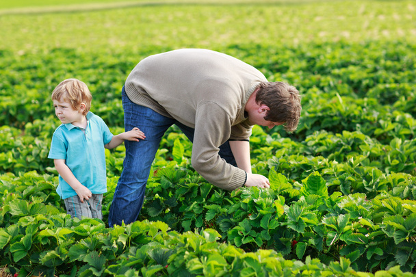 ο πατέρας και το μικρό αγόρι 3 ετών σε βιολογικό αγρόκτημα φράουλα σε s - Φωτογραφία, εικόνα