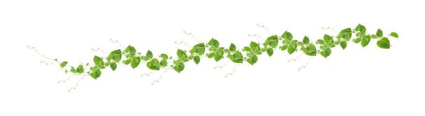 Зелёные листья в форме сердца, взбирающиеся на виноградную лозу, плющ коровьего ползунка (Telosma cordata) ползучее лесное растение, растущее в диком изолированном на белом фоне, в том числе. - Фото, изображение