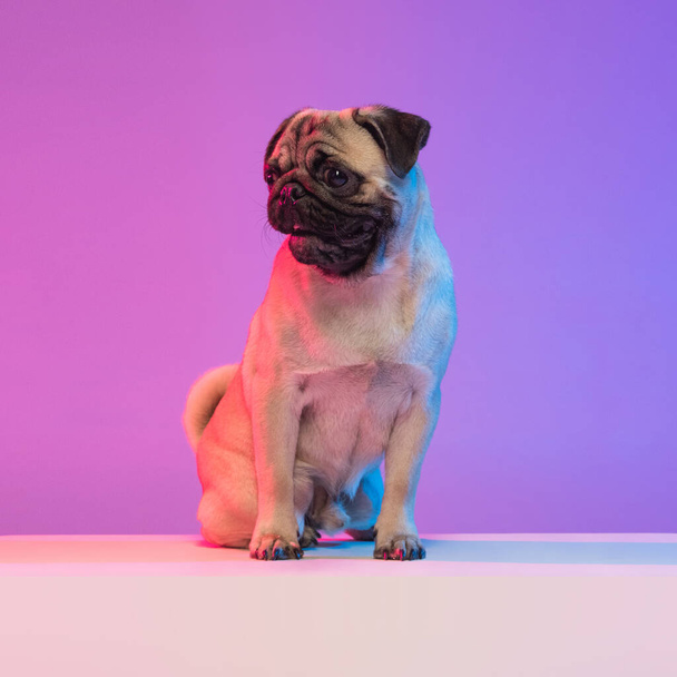Portrait of purebred pug-dog isolated over gradient purple pink background in neon light. - Zdjęcie, obraz