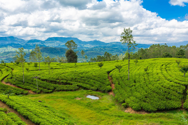 Picturesque natural landscape. Green tea plantations in the highlands. Growing tea. - Photo, Image
