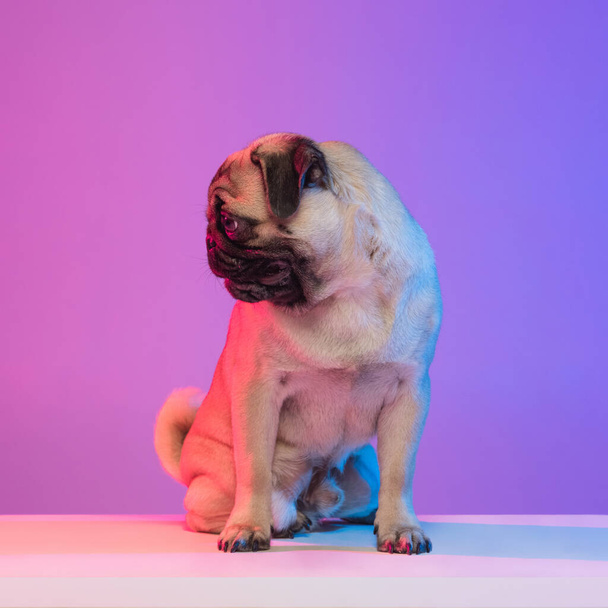 Portrait of purebred pug-dog isolated over gradient purple pink background in neon light. - Foto, afbeelding