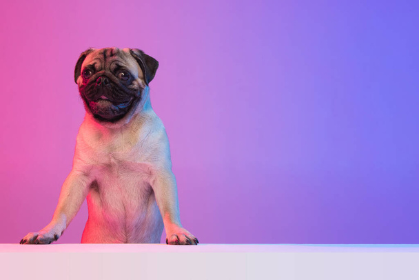 Portret van rasechte pug-dog geïsoleerd over hellend paars roze achtergrond in neon licht. - Foto, afbeelding