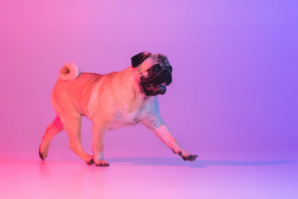 Portrait of cute purebred pug-dog walking isolated over gradient purple pink background in neon light. - Photo, Image