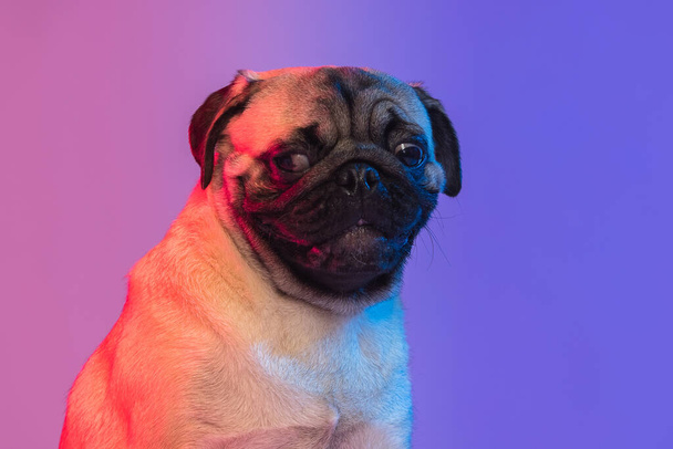 Close-up portrait of cute smiling purebred dog, pug isolated over gradient purple pink background in neon light. - Valokuva, kuva