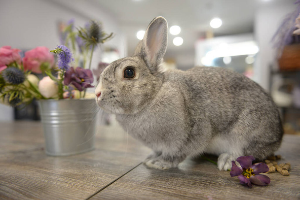 Çinçilla. Tavşan. Ev dekoratif tavşan. Hayvan besleme.  - Fotoğraf, Görsel