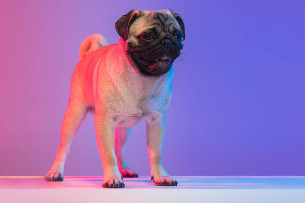 Portrait of purebred small cute pug-dog isolated over gradient purple pink background in neon light. - Photo, Image