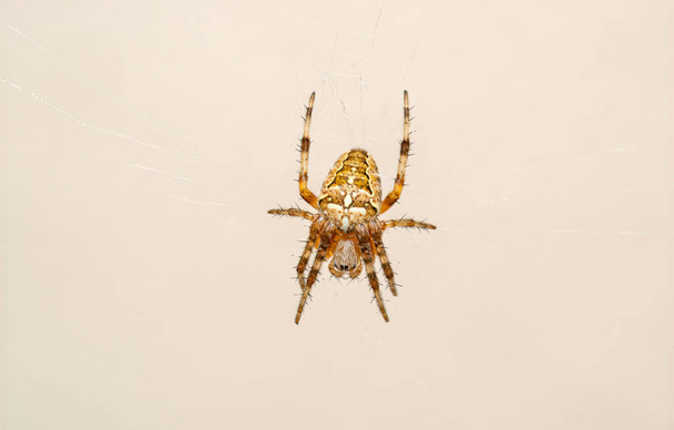 Ristiretkeläishämähäkki Araneus diadematus on Araneidae-heimon hämähäkki, jonka tunnistaa ristin muotoinen kuvio opistosomissa. - Valokuva, kuva