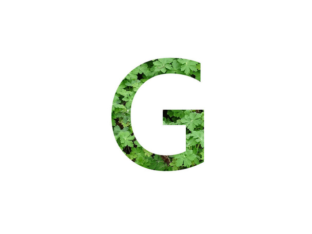 betű G az ábécé készült zöld levél muskátli növény, izolált fehér alapon - Fotó, kép