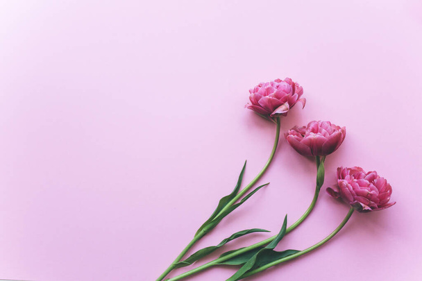 tulipas cor-de-rosa em um fundo rosa. Bela celebração fundo.  - Foto, Imagem
