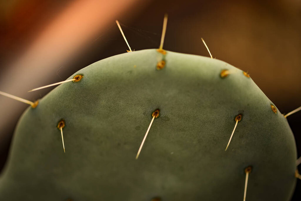 Den Helder, Paesi Bassi. Luglio 2020. I cactus dell'orto botanico di Den Helder, Olanda. - Foto, immagini
