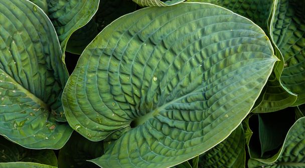 зелене листя рослин в саду. текстура
 - Фото, зображення