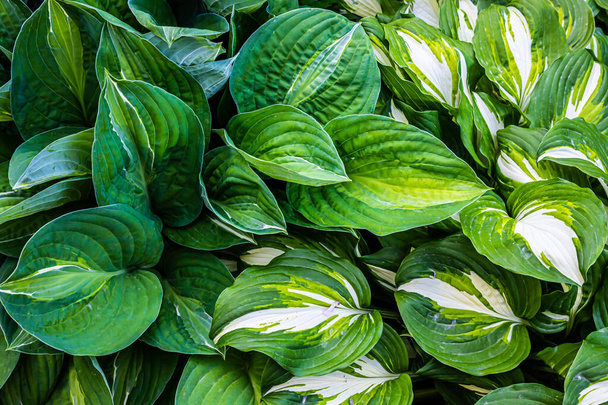 庭の植物の緑の葉。食感 - 写真・画像