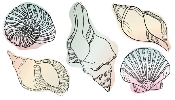 Vector illustration in sketch style. Hand drawn in black engraving. Sea shells Marine set. Outline illustration collection. Isolated shell silhouette set. - Vector, Image