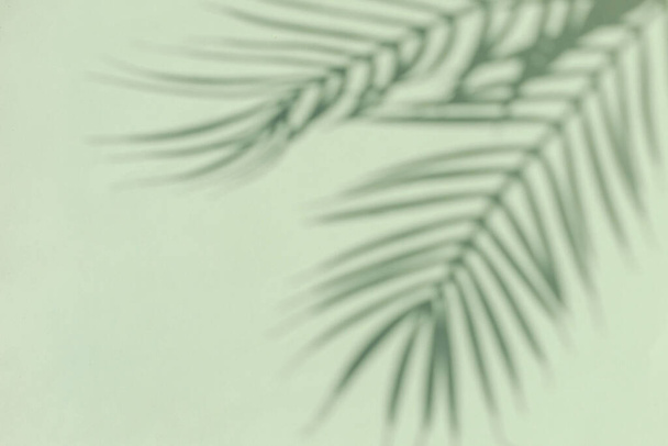 Silhouette of a tropical palm tree on a green background. Sunny summer concept. - Photo, Image