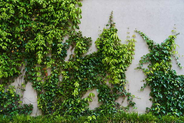 La Planta Enredadera Verde en la pared. Antecedentes Foto de alta calidad - Foto, imagen