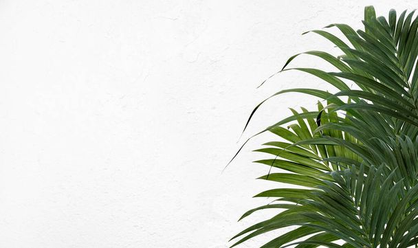 Свіже зелене тропічне пальмове листя або листя утворює бічну межу. Пальма кентія на білій стіні з концептуальним авторським простором літніх свят і напрямків. - Фото, зображення